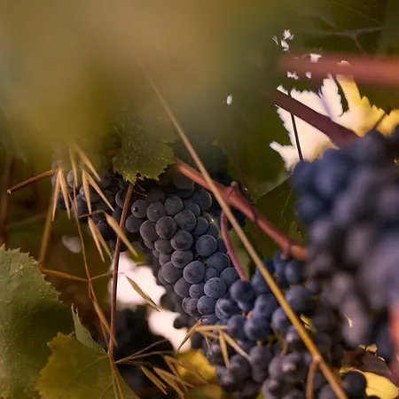 Tenuta San Vito In Fior Di Selva Farma