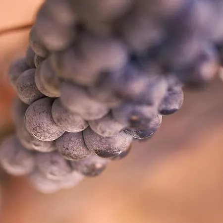 Farma Tenuta San Vito In Fior Di Selva *
