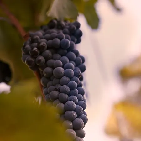 Tenuta San Vito In Fior Di Selva * Montelupo Fiorentino