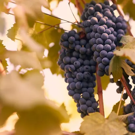 Tenuta San Vito In Fior Di Selva Κατάλυμα σε φάρμα *