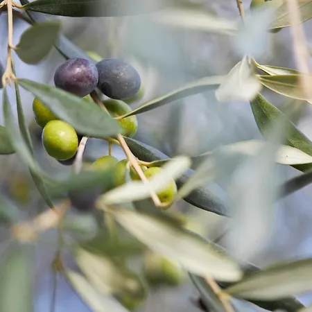 Κατάλυμα σε φάρμα Tenuta San Vito In Fior Di Selva